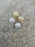 Mini Shell Huggies